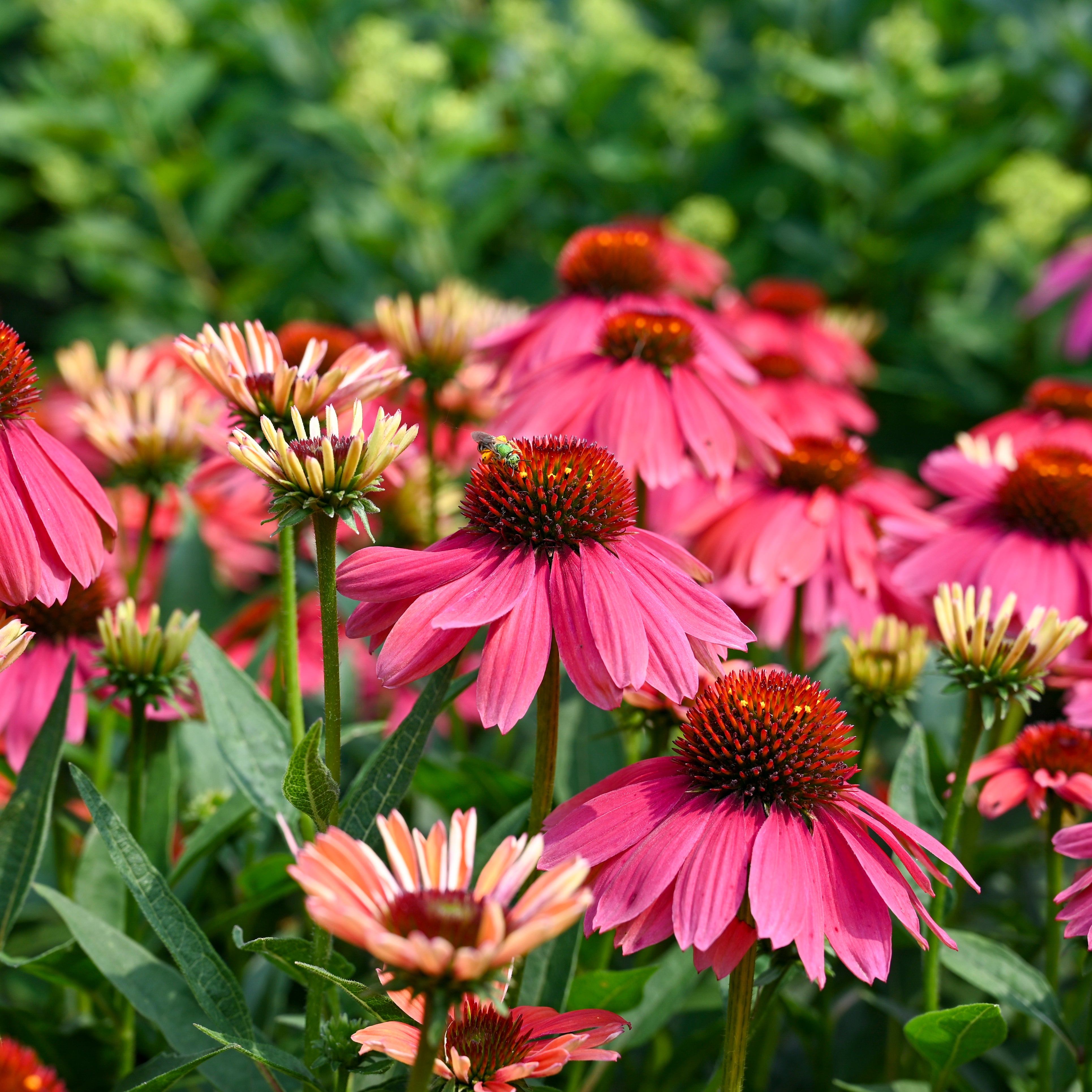Echinacea SUMMERSONG Firefinch - Thumbnail 2