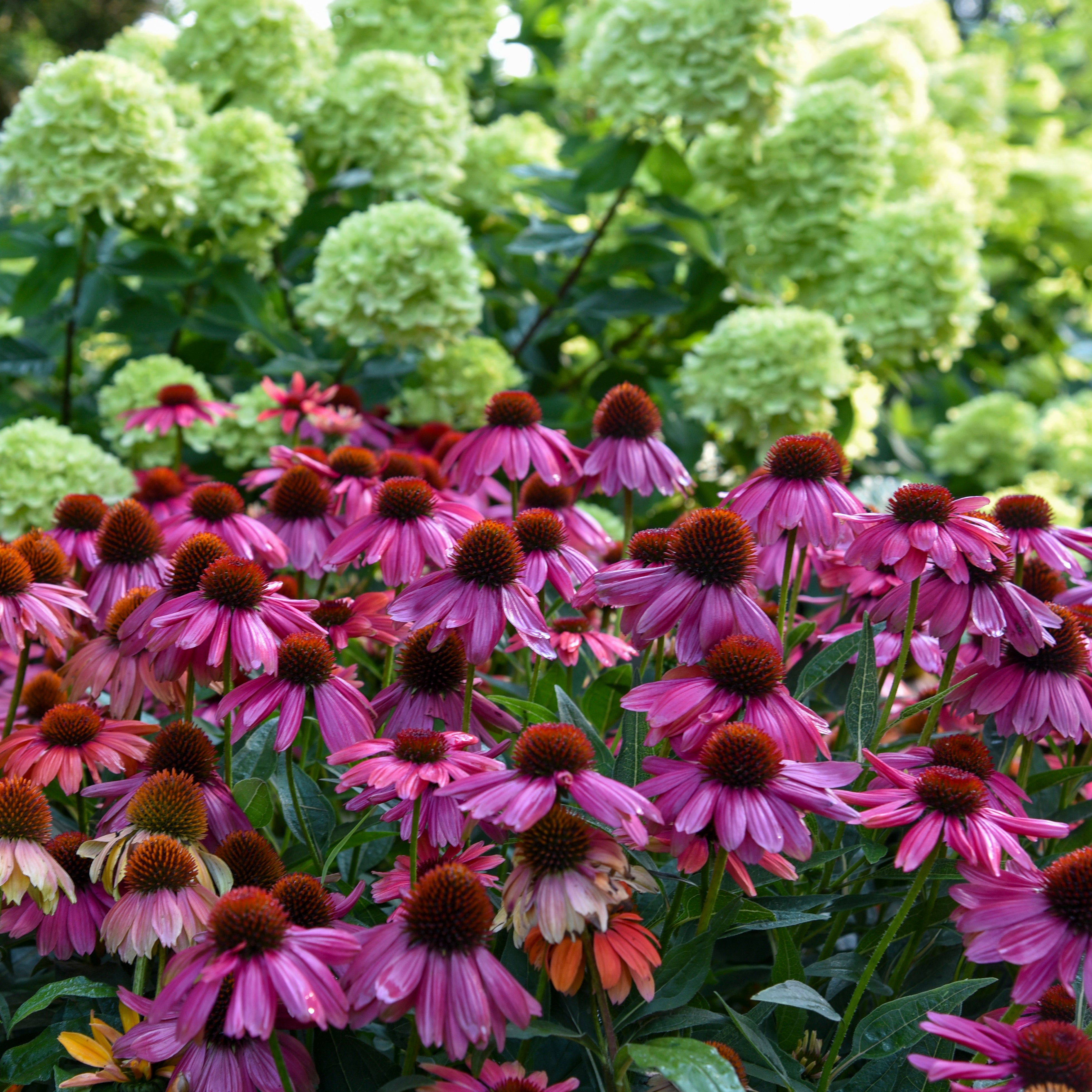 Echinacea SUMMERSONG Firefinch - Thumbnail 4