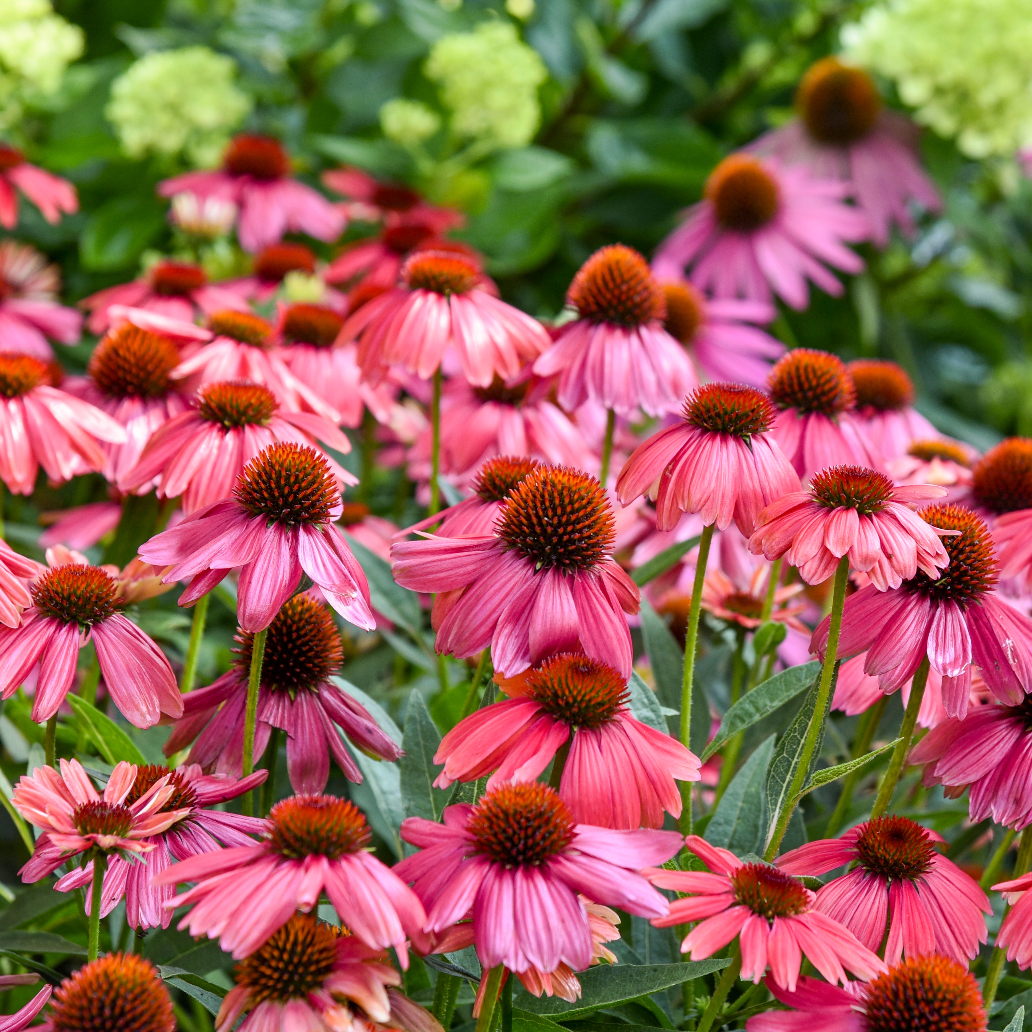 Echinacea SUMMERSONG Firefinch - Thumbnail 3