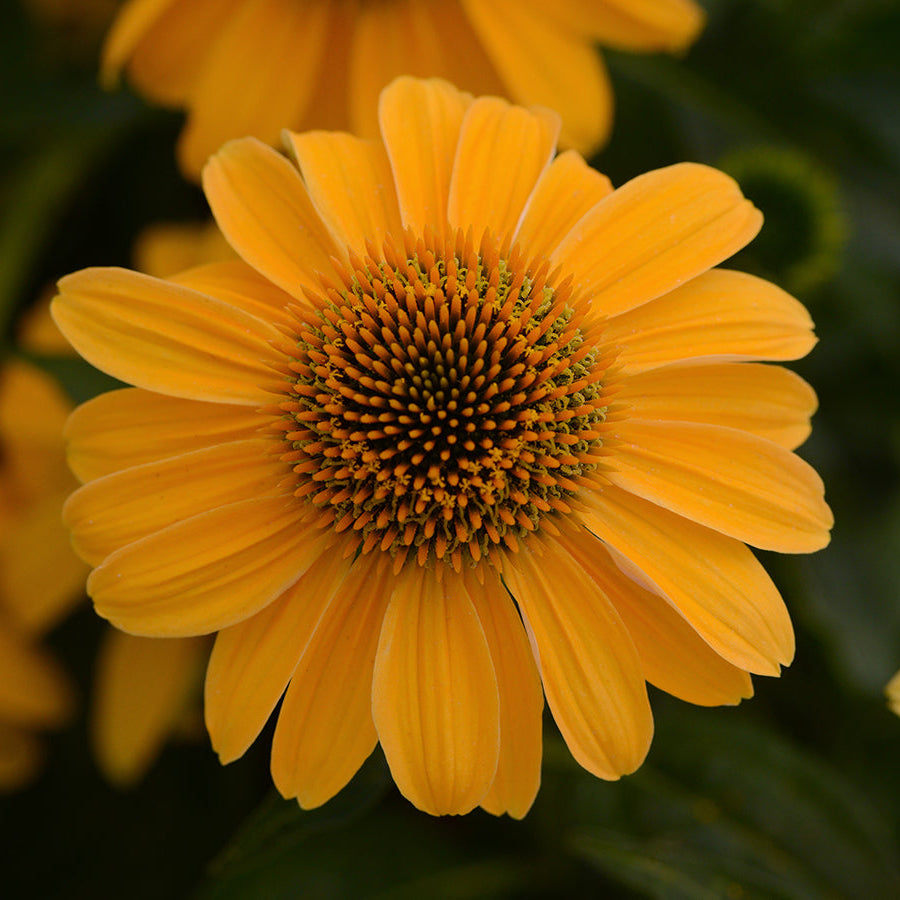 Echinacea Sombrero® Granada Gold- Coneflower