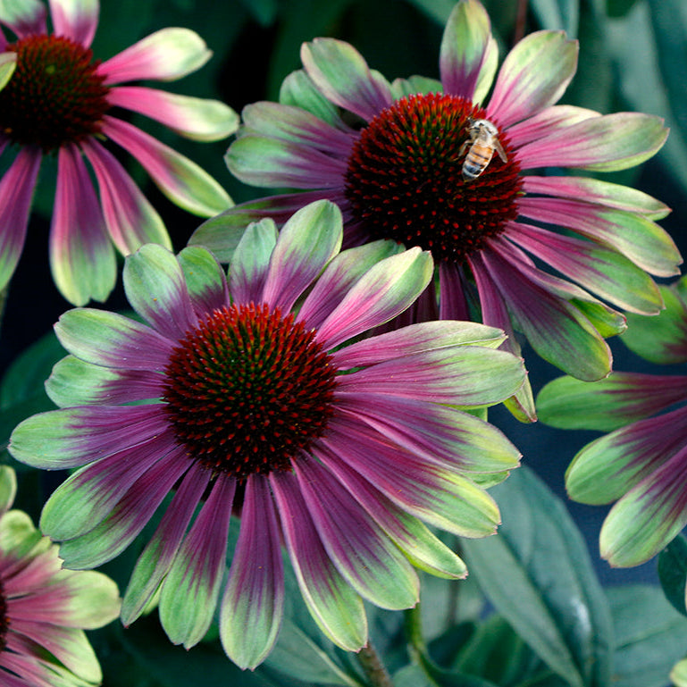 Echinacea 'Sweet Sandia'- Coneflower