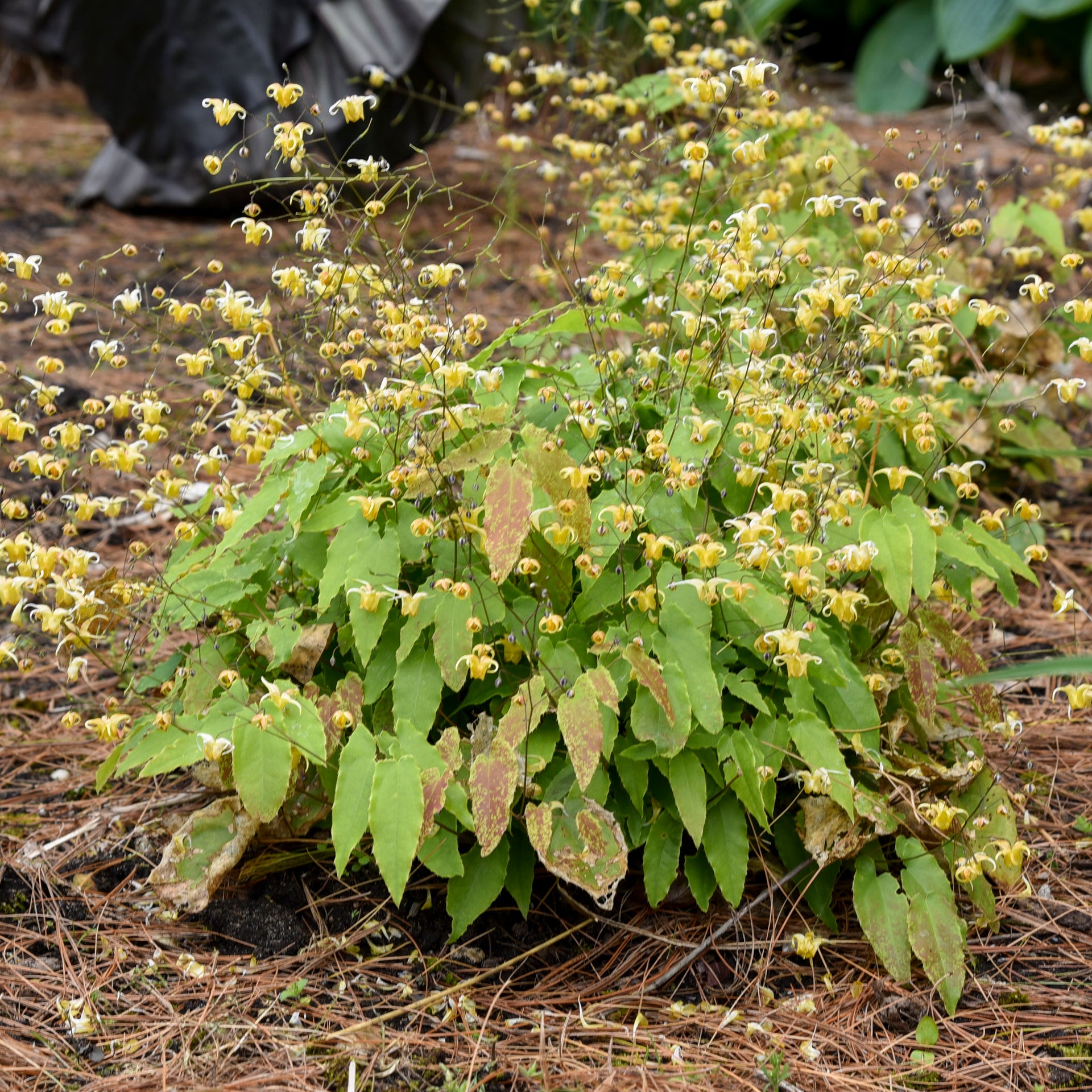 Epimedium Amber Queen – New Blooms Nursery