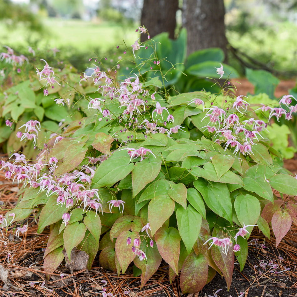 Epimedium 'Pretty in Pink'