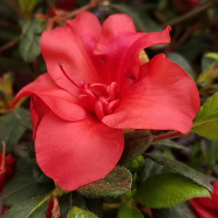 Fashion Azalea