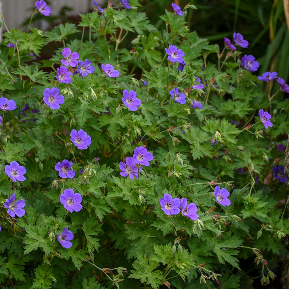 Geranium Rozanne