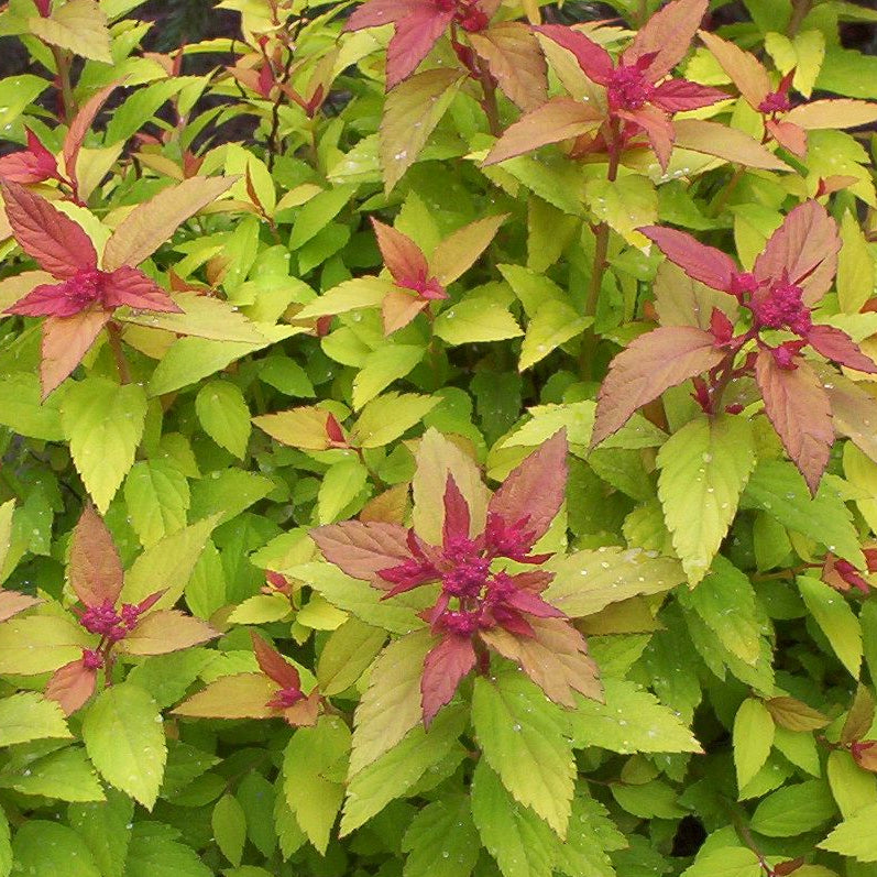 Gold Flame Spirea