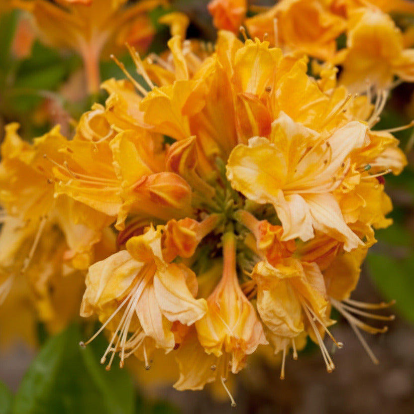 Exbury Golden Lights Azalea