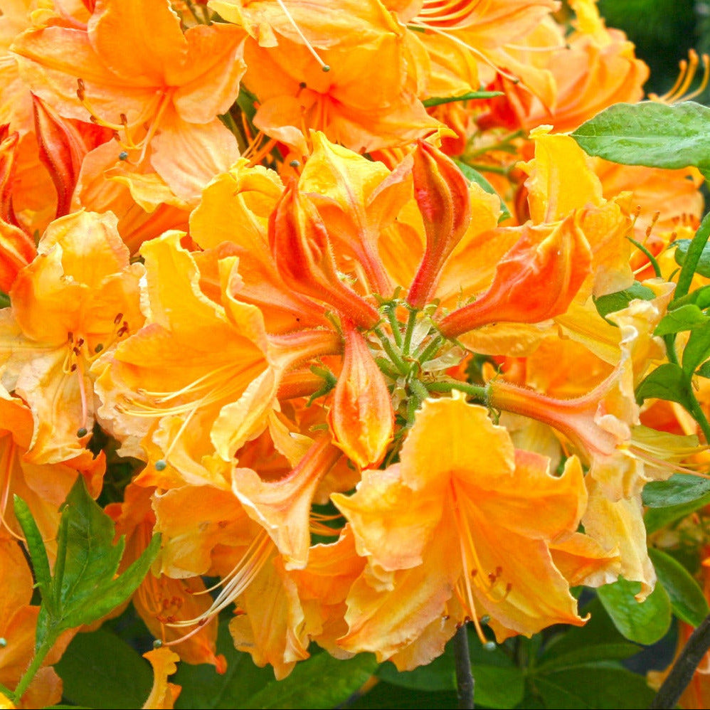 Exeter Azalea Exbury Golden Lights Azalea – New Blooms Nursery