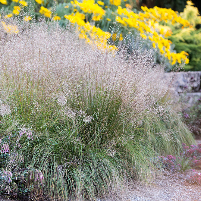 Sporobolus heterolepis - Prairie Dropseed