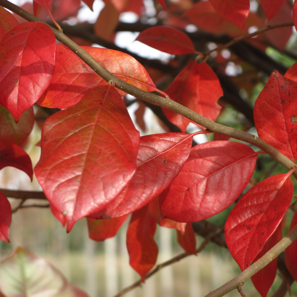 Close up Green Gable