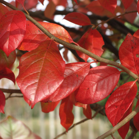 Close up Green Gable