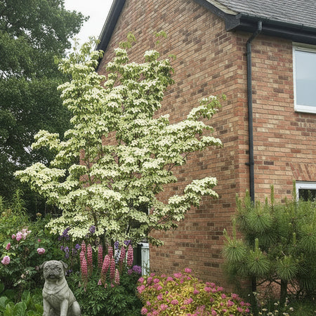 Floral Garden with a Greensleeves Dogwood.