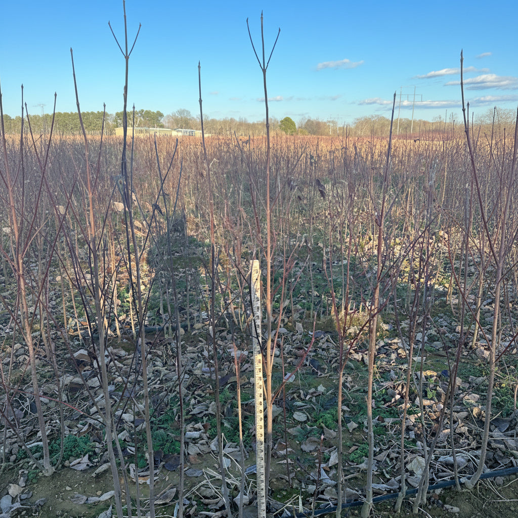 Row of Ragin Pink Dogwood in a field