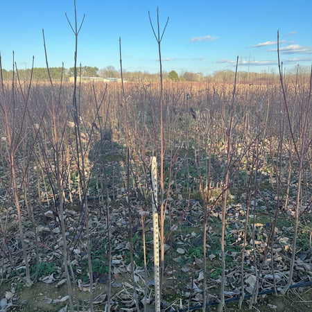 Row of Ragin Pink Dogwood in a field