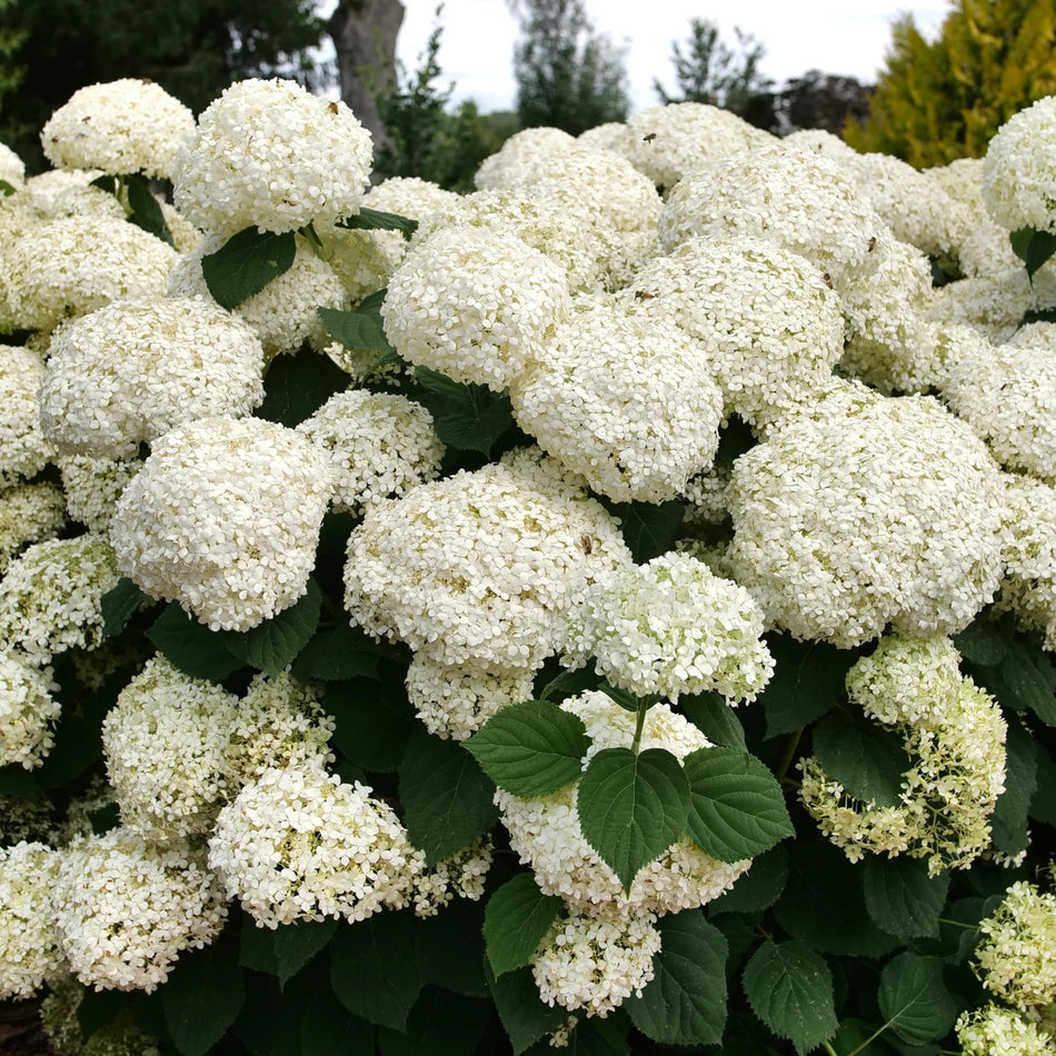 'Incrediball Storm Proof' Smooth Hydrangea