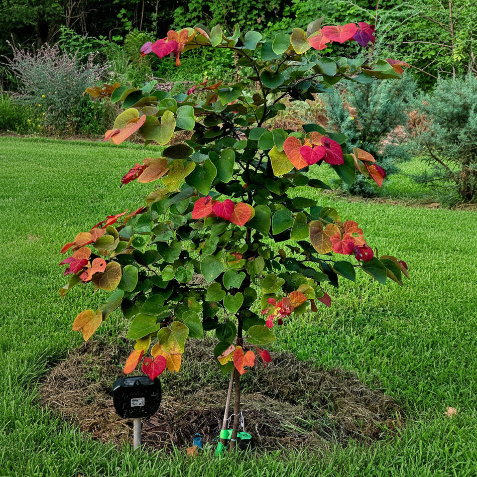 A young ornamental tree, hearts a'fire redbud, with heart-shaped leaves in shades of green, yellow, orange, and red, planted in a garden bed with mulch and grass in the background.