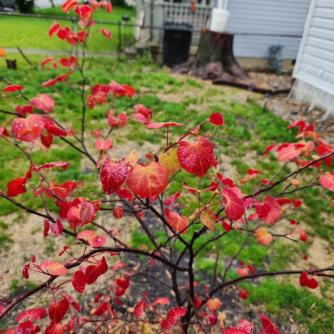 New Blooms Nursery Hearts aFire Redbud Tree Leaves