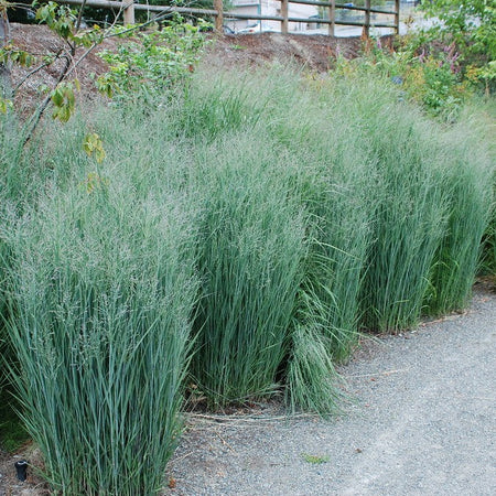 Heavy Metal Grass on a roadway