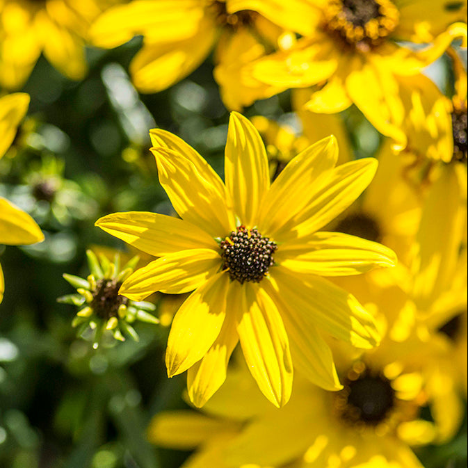 Helianthus 'Autumn Gold' Sunflower-Willowleaf