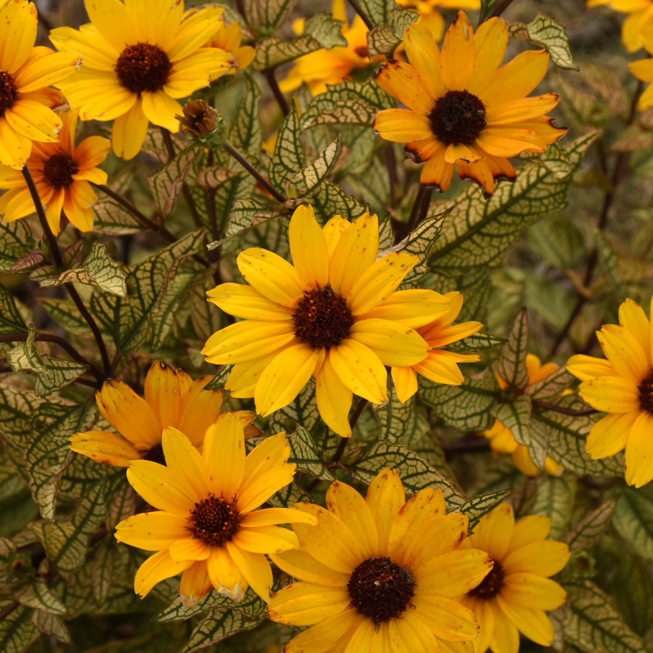 Heliopsis 'Touch of Blush'