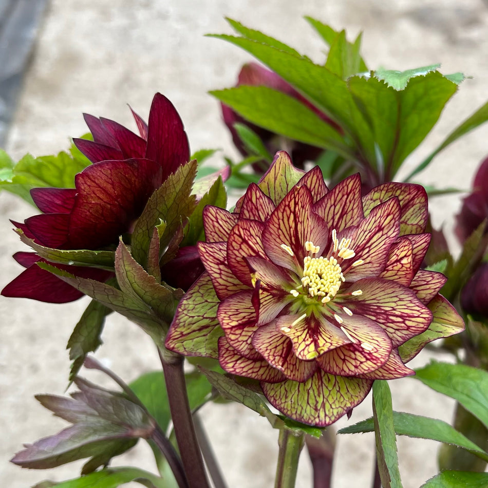 Helleborus 'Childhood Sweetheart' - Leten Rose