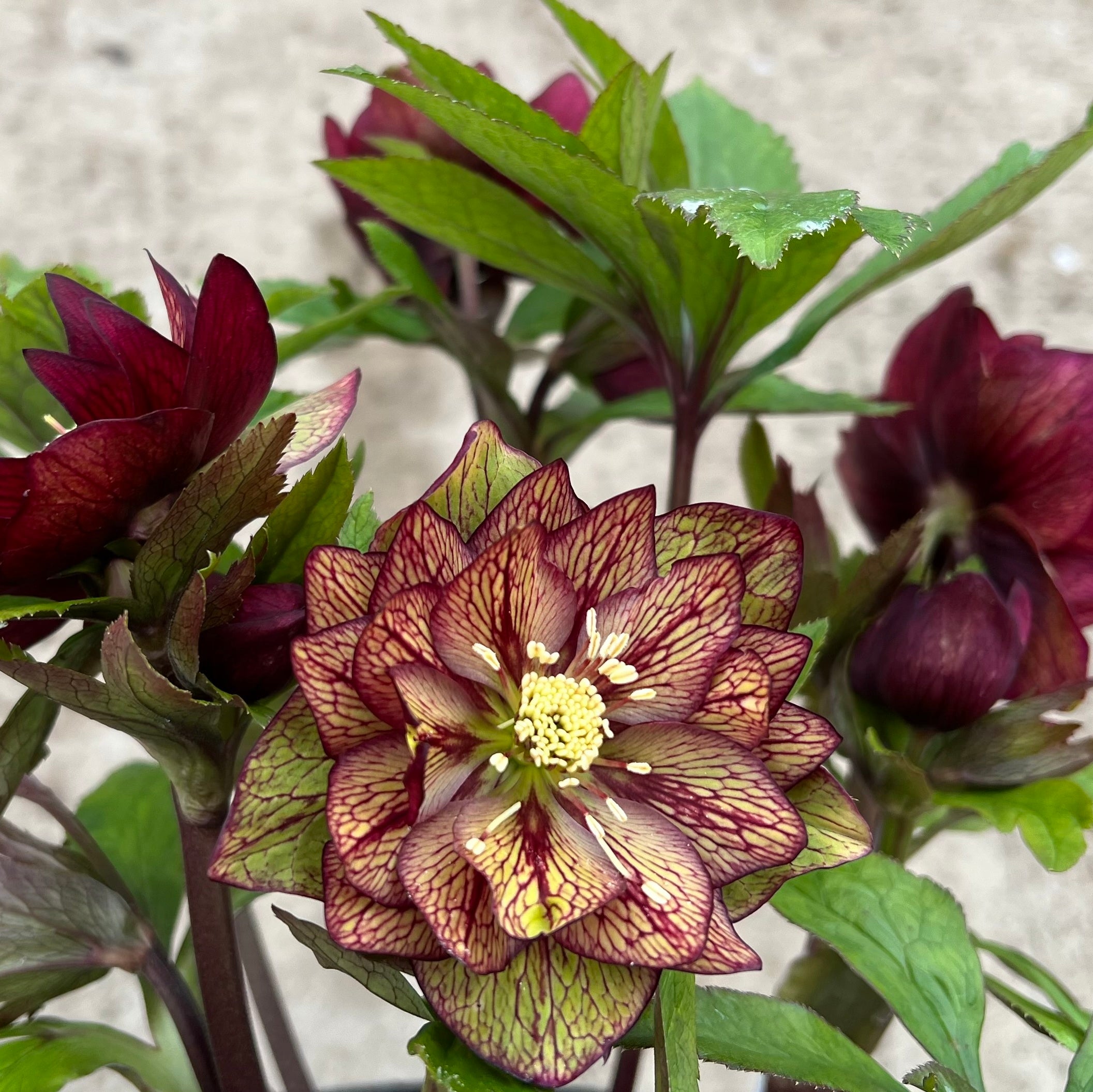 New Blooms Nursery Helleborus Childhood Sweetheart - Thumbnail 2