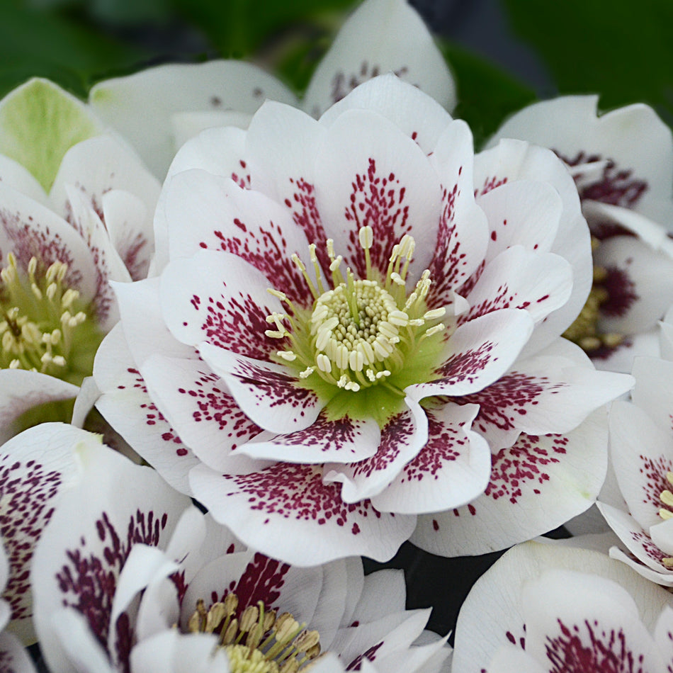 Helleborus 'Confetti Cake' - Leten Rose