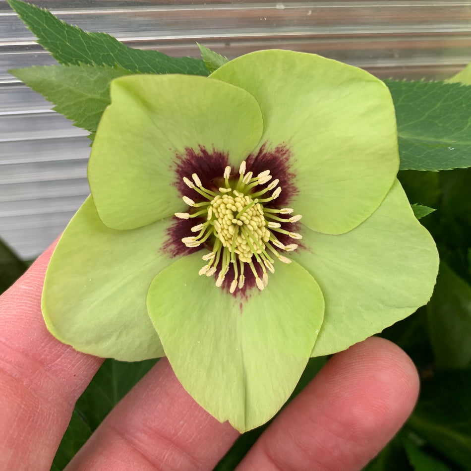 Helleborus Irish Luck - Leten Rose