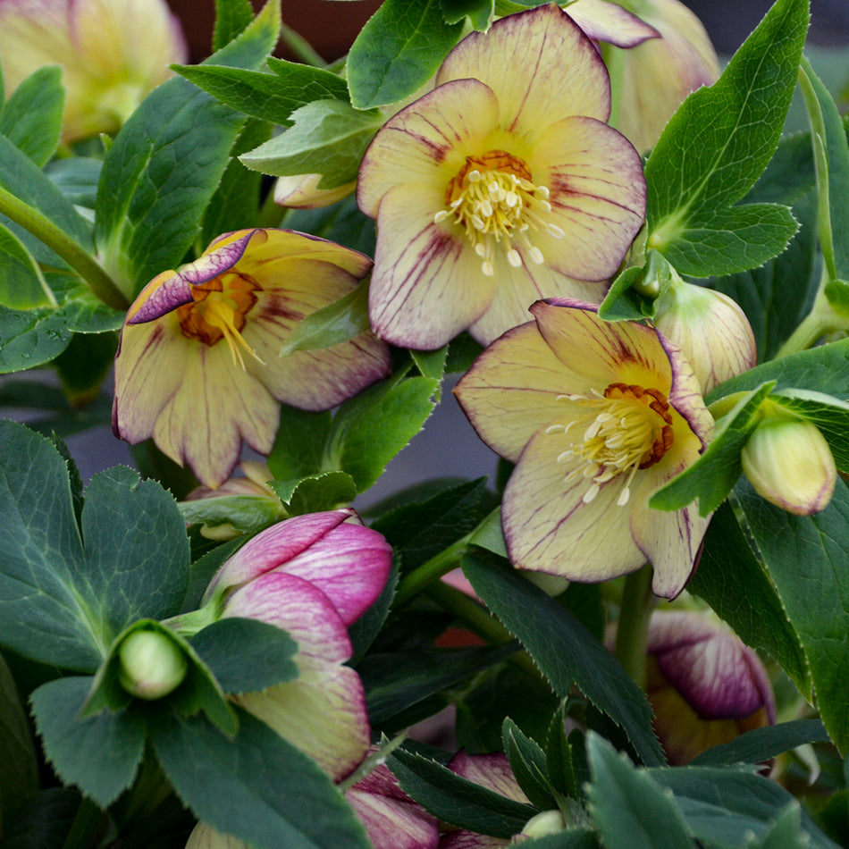 Helleborus Tropical Sunset - Leten Rose