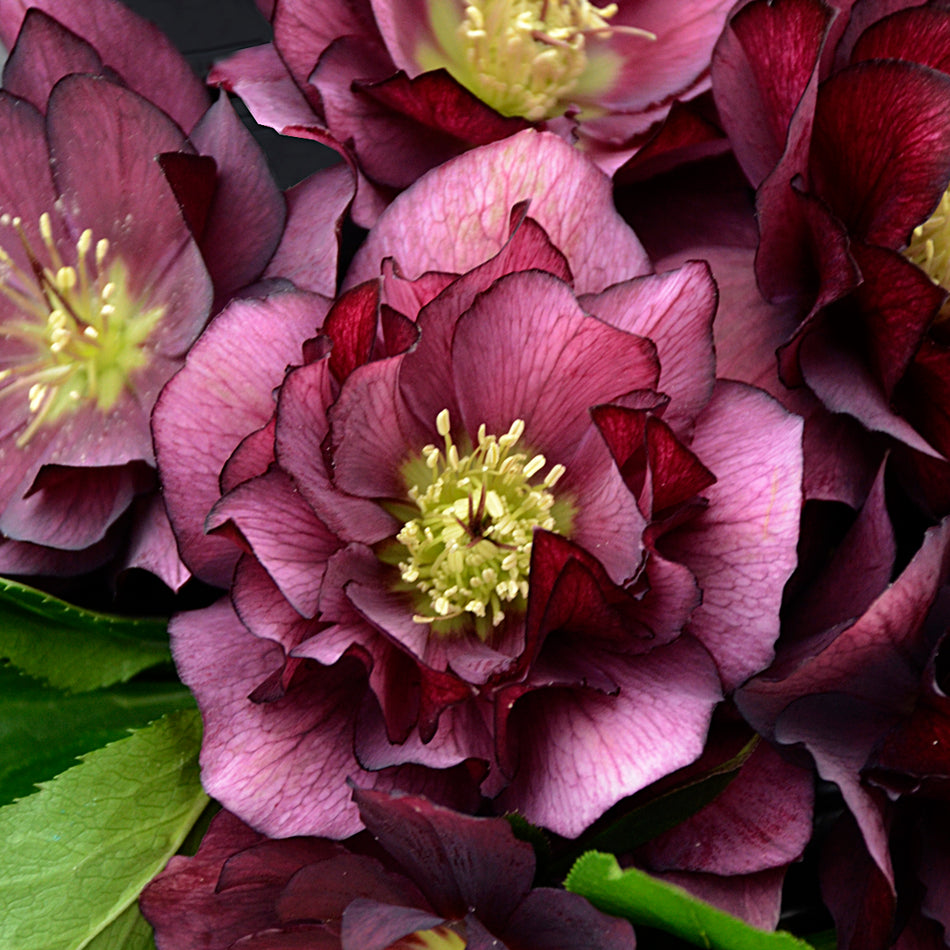 Helleborus True Love - Leten Rose