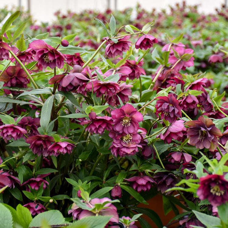 Helleborus True Love - Leten Rose – New Blooms Nursery