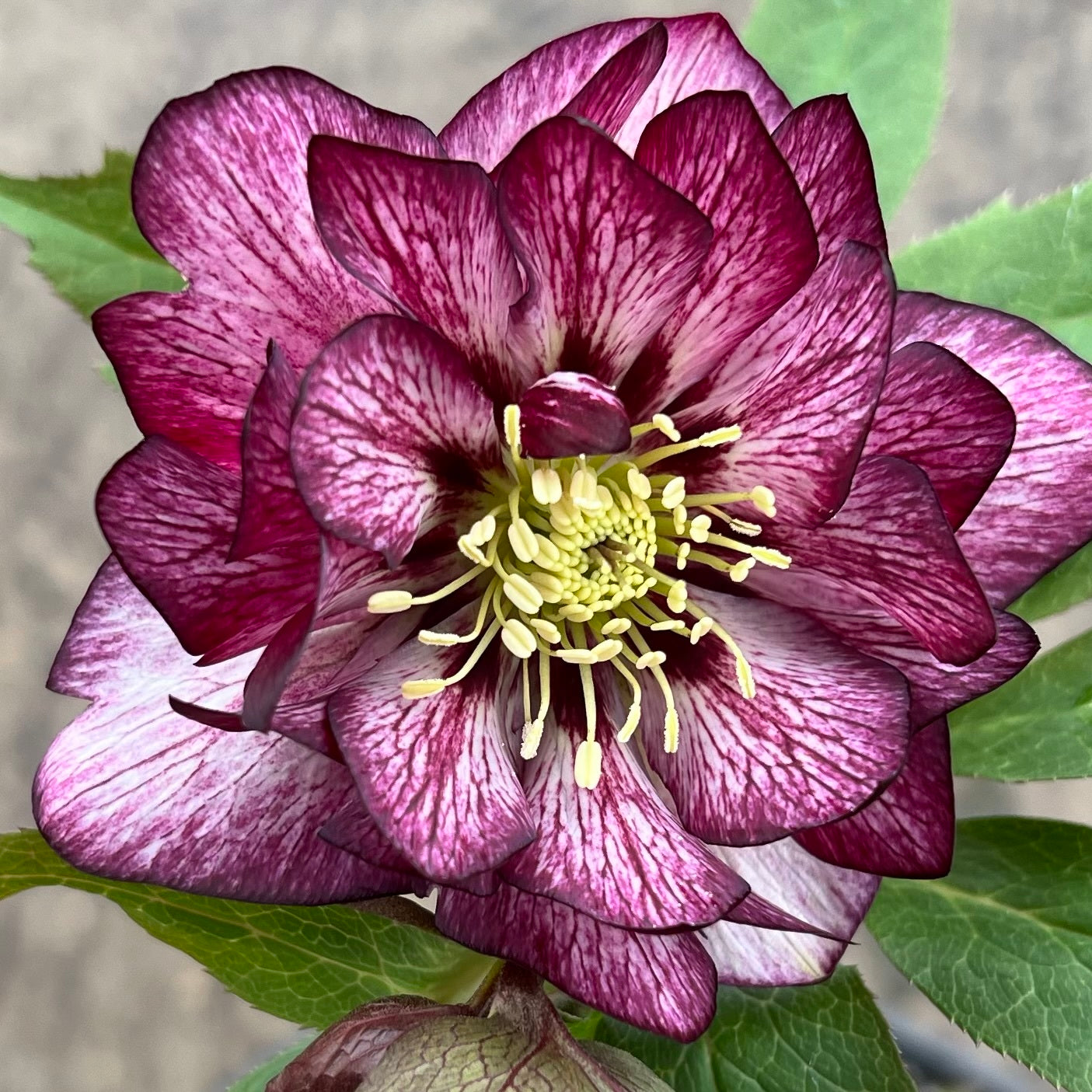 Helleborus Whirlwind Romance - Leten Rose – New Blooms Nursery