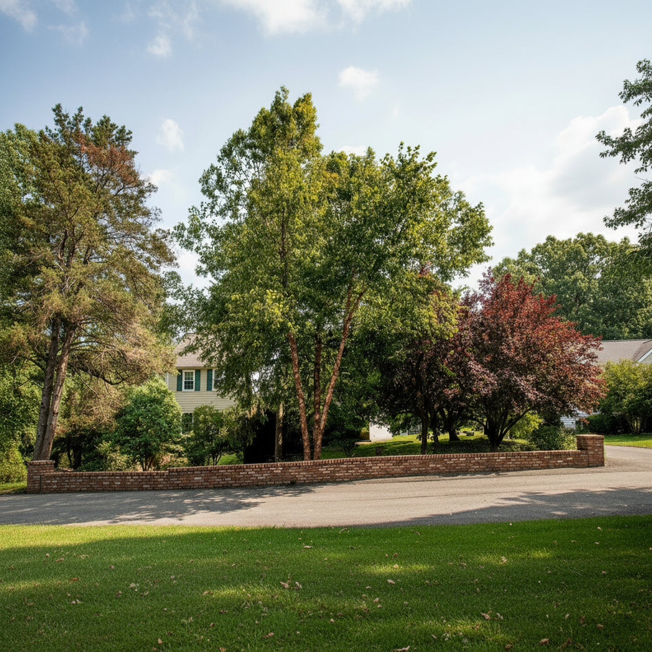 Heritage River Birch in a neighborhood yard