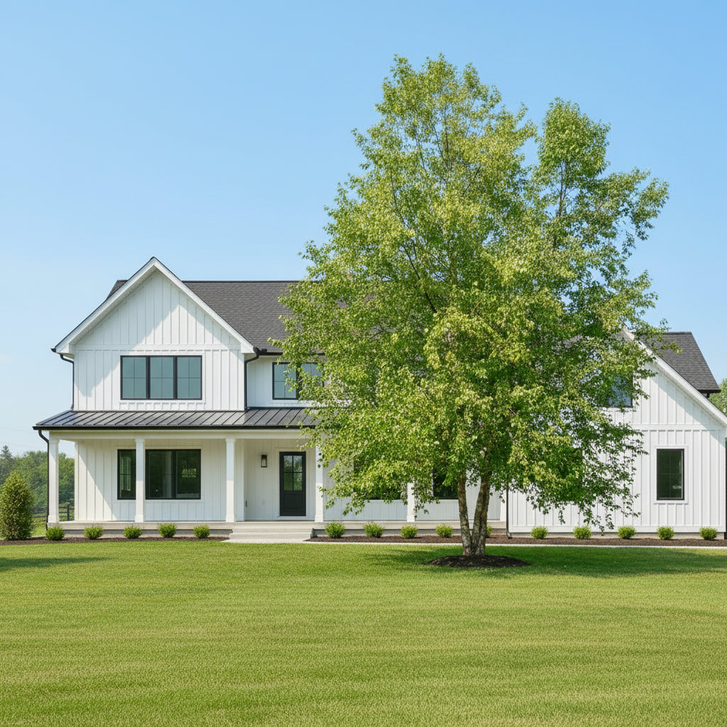 Heritage River Birch in the front yard of a home