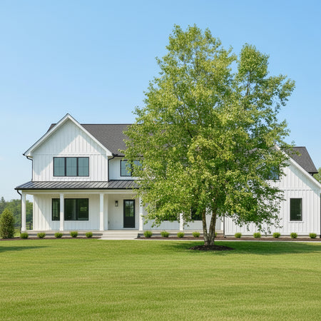 Heritage River Birch in the front yard of a home