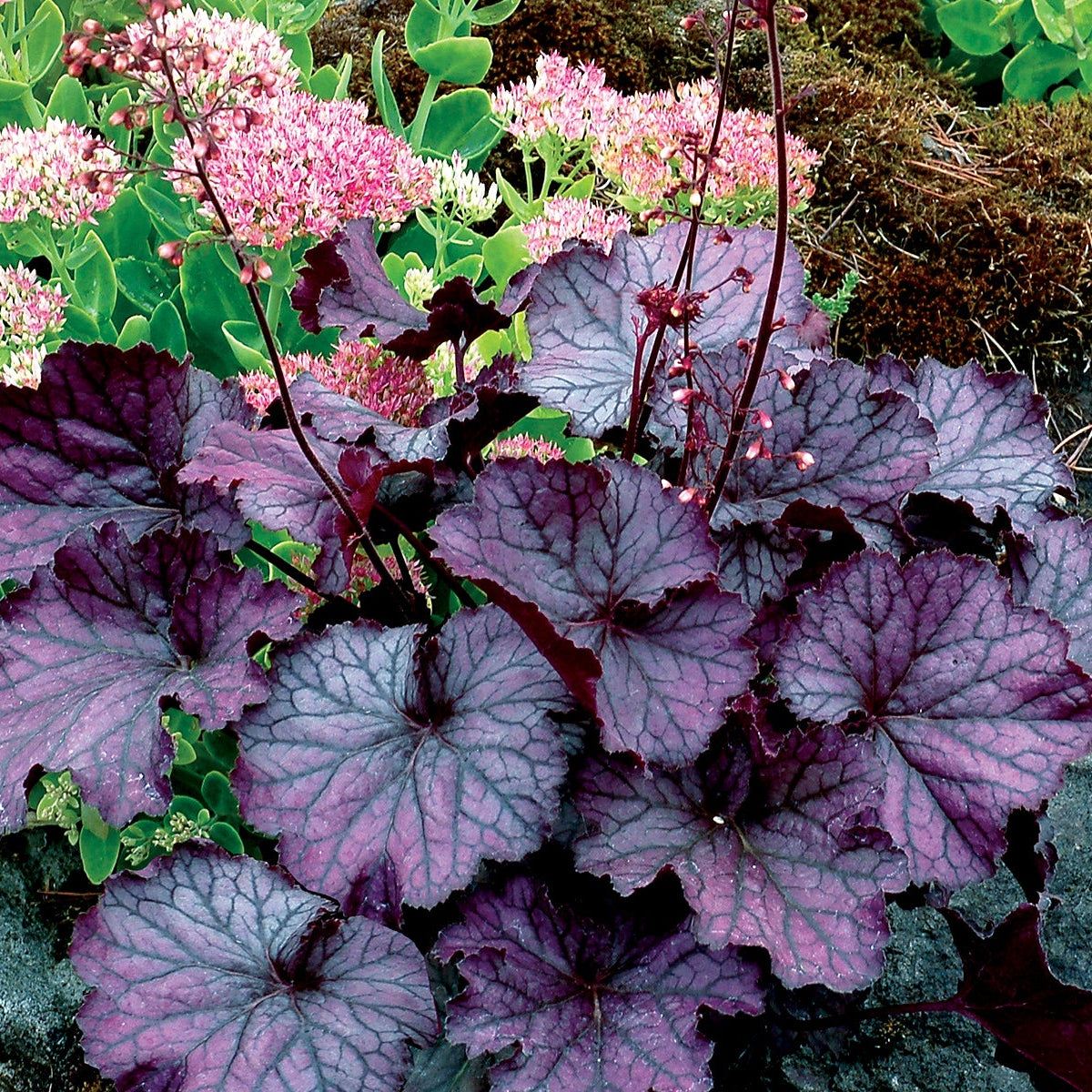 Purple heather plant with textured, scalloped burgundy-purple leaves and clusters of small pink flowers, growing among rocks and green succulents.