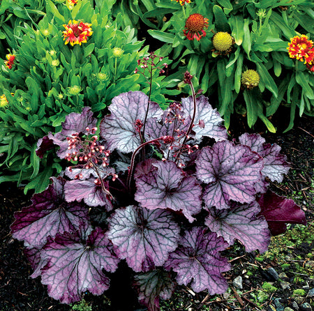 A close-up of a Heuchera plant with large, wavy leaves in shades of purple and silver, surrounded by green foliage and small orange flowers.