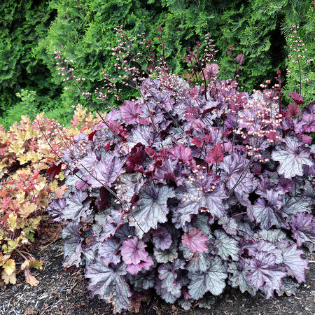 A Heuchera garden bed featuring a dense cluster of foliage with mottled purple, burgundy, and silver-gray leaves, surrounded by green conifer shrubs and mulch.