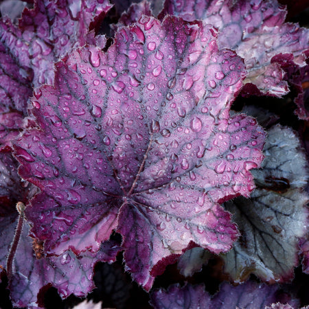 Close-up of purple heuchera leaves covered with water droplets, showing deep purpline veins and mottled pinkish-purple edges.
