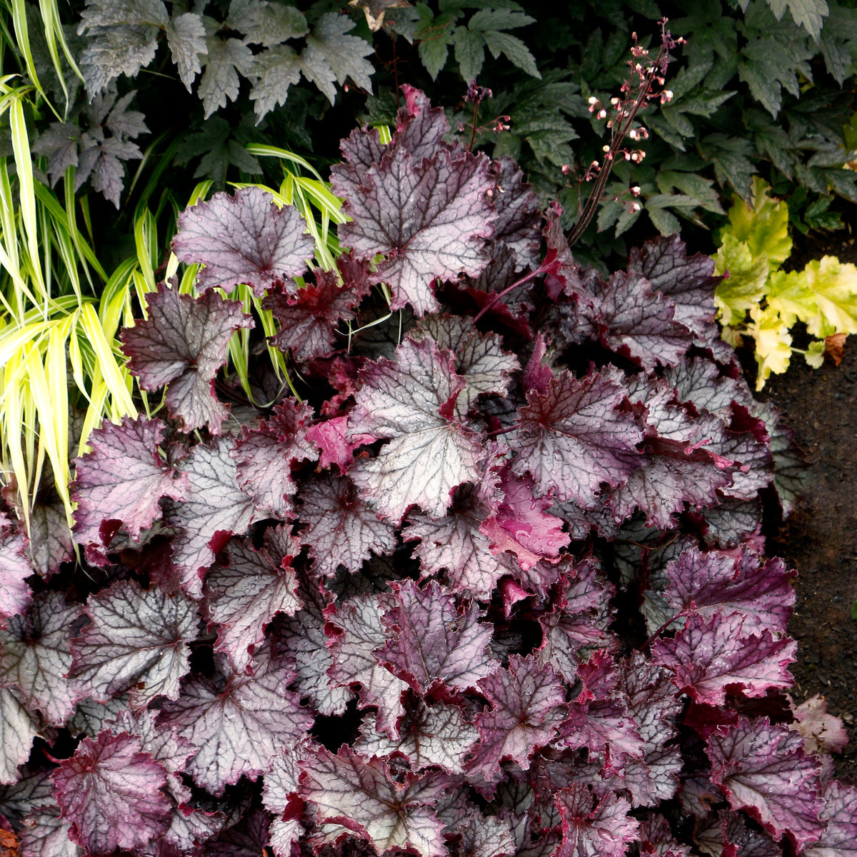 Heuchera Northern Exposure Purple with deeply lobed leaves in dark burgundy and purple tones with silvery-white veining, shown in a garden setting.