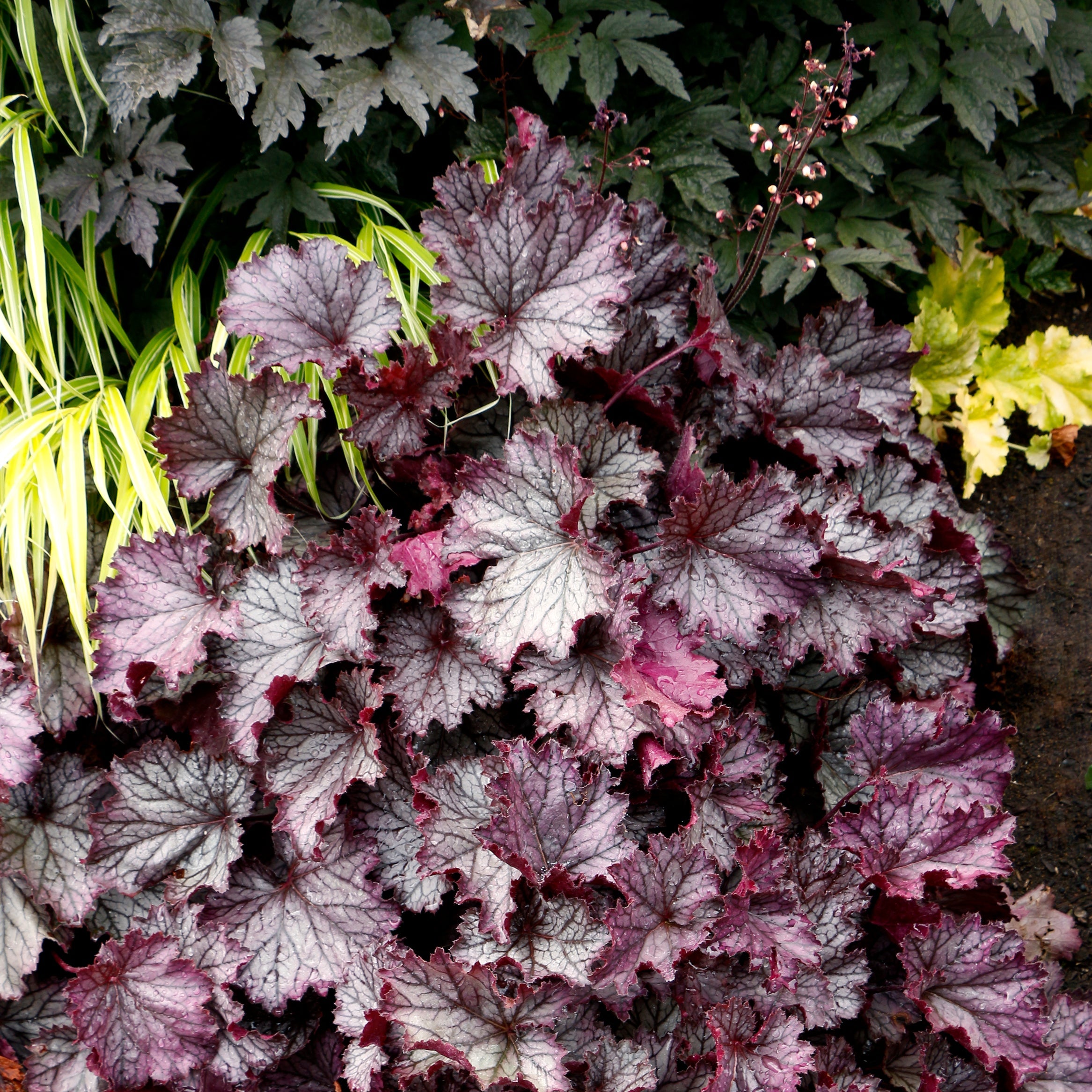 Heuchera Northern Exposure Purple with deeply lobed leaves in dark burgundy and purple tones with silvery-white veining, shown in a garden setting.