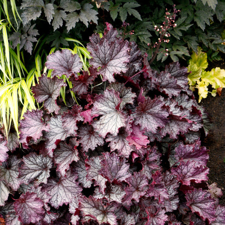 Heuchera Northern Exposure Purple with deeply lobed leaves in dark burgundy and purple tones with silvery-white veining, shown in a garden setting.