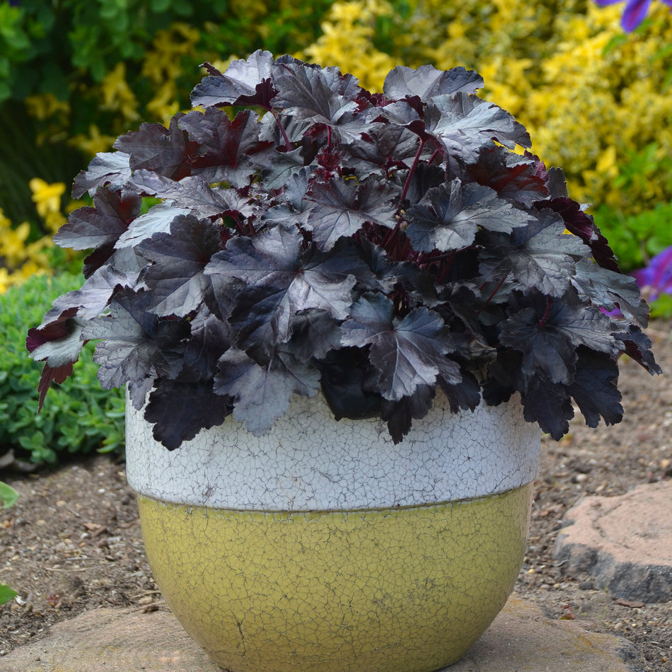 Heuchera Black Pearl - Coral Bells