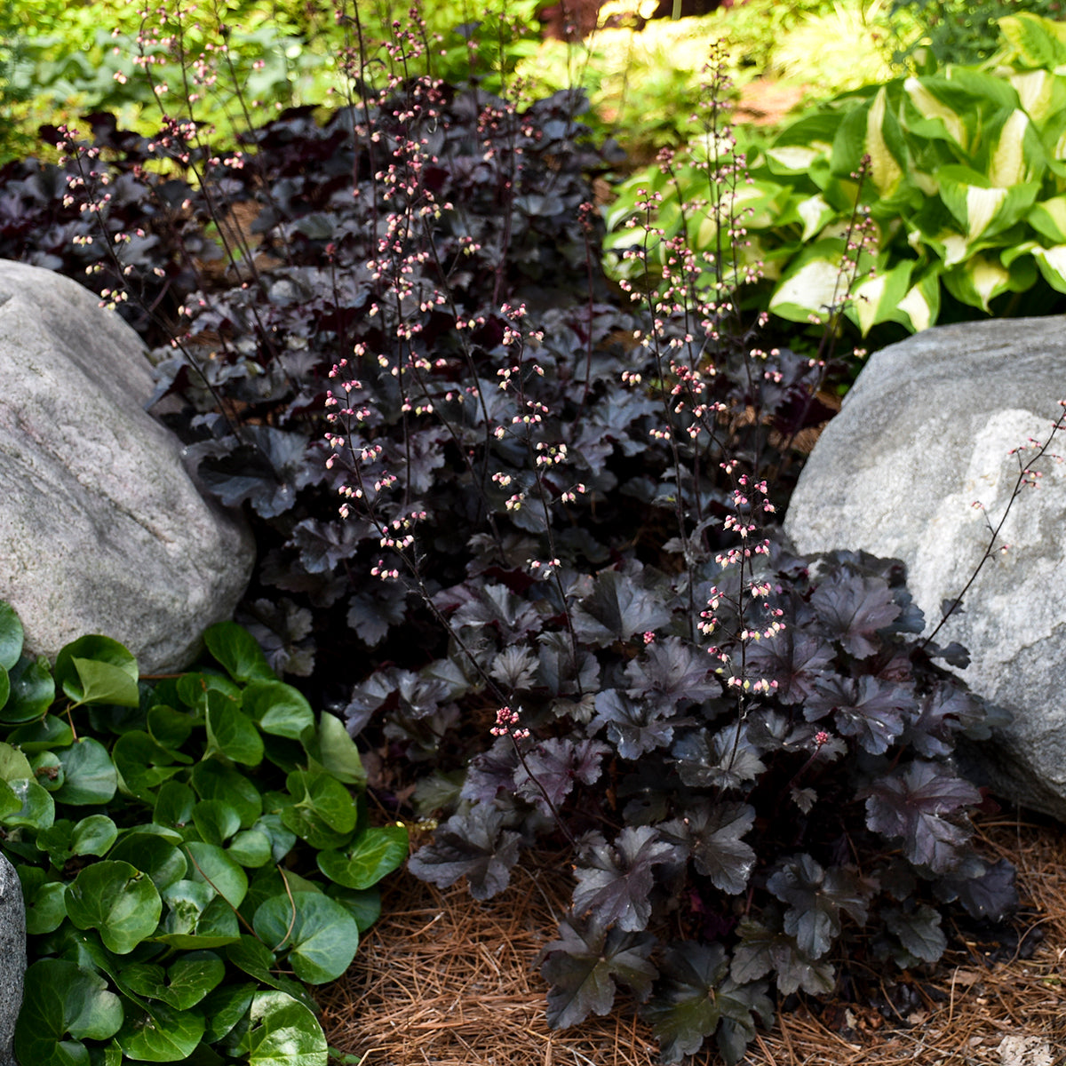 Heuchera 'Black Pearl' - Coral Bells