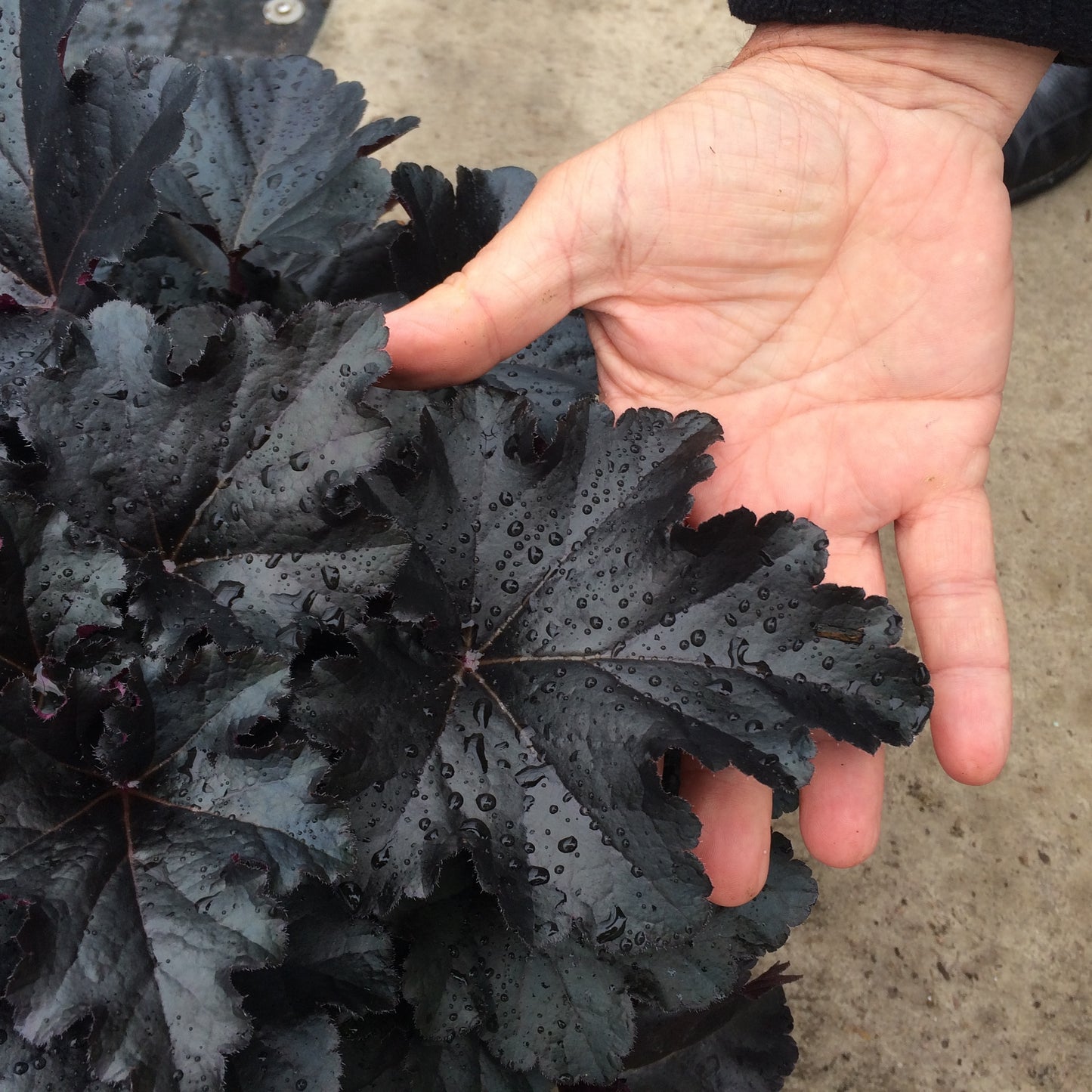 Heuchera 'Black Pearl' - Coral Bells