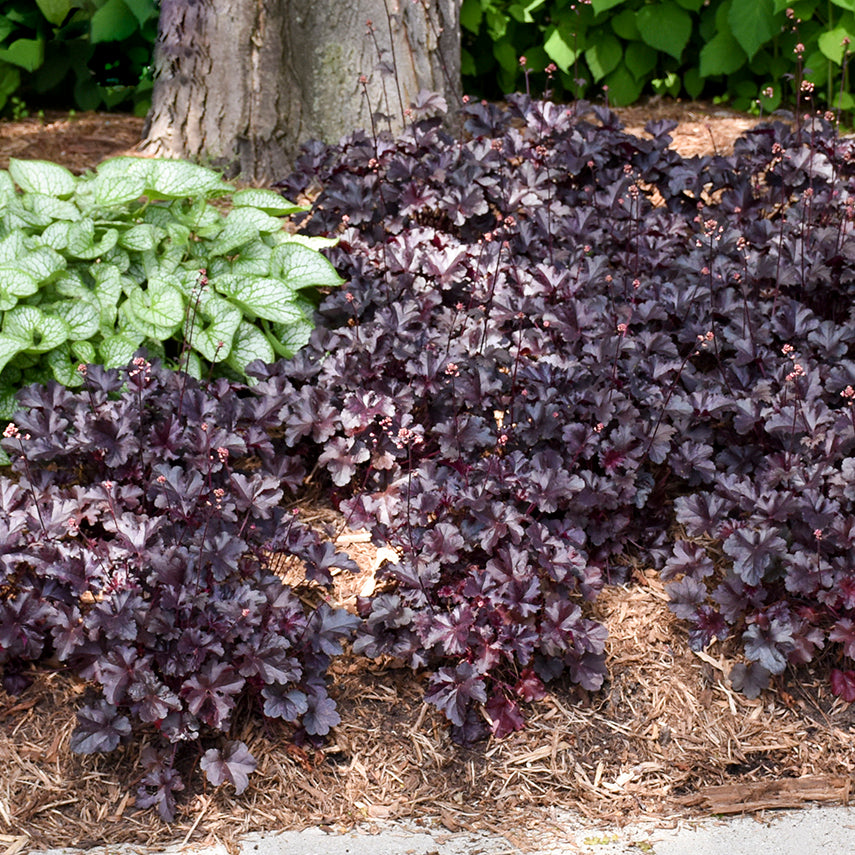 Heuchera 'Black Pearl' - Coral Bells