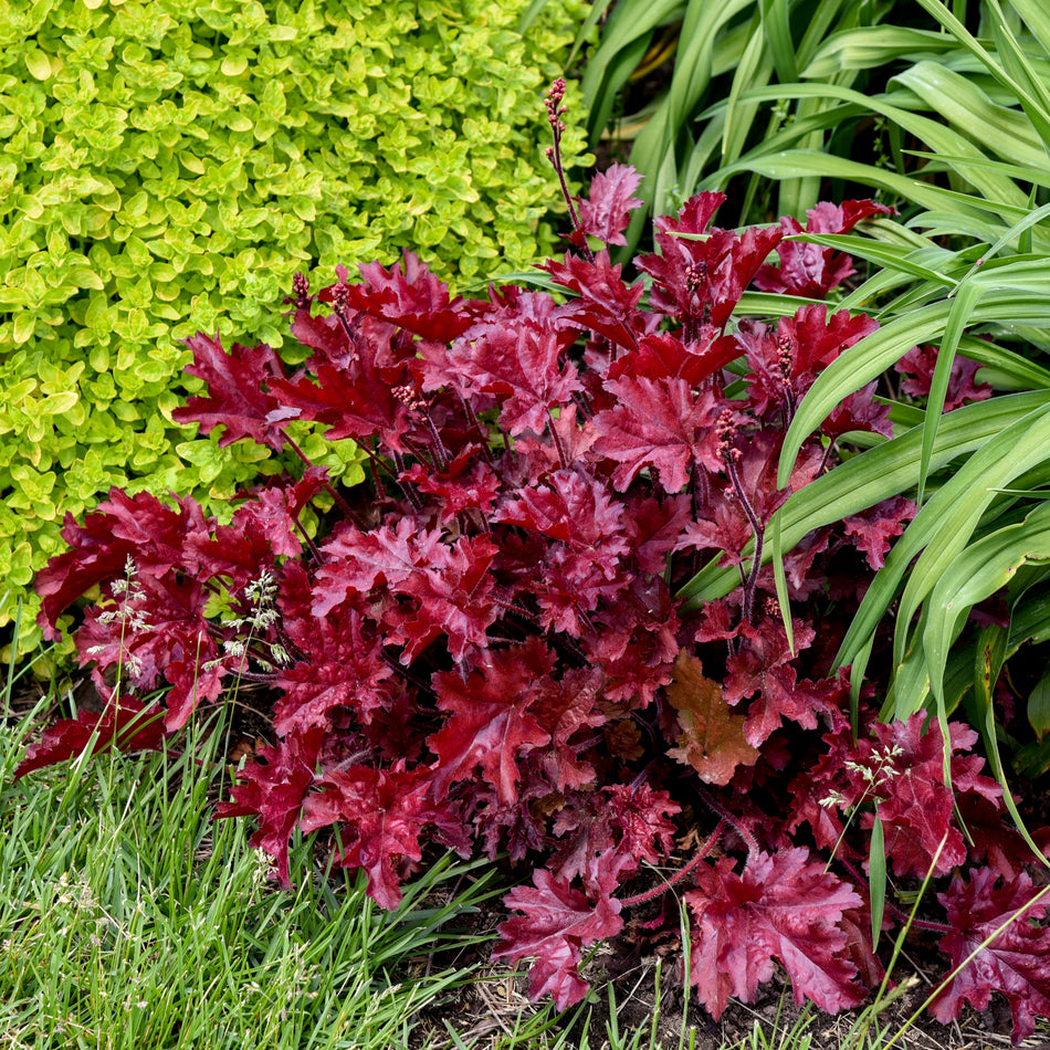 Heuchera Cherry Truffles - Coral Bells