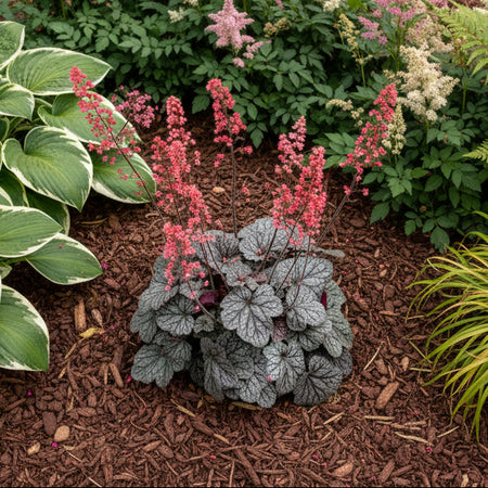 Glazed and Infused Heuchera in a shade garden