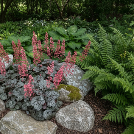 Garden scene with pink heuchera, green ferns, and large rocks.