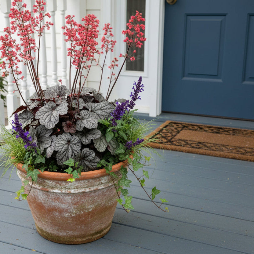 Heuchera Glazed and Infused used in container 